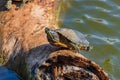 Close up shot of turtle resting in Martin Nature Park