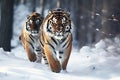 Two Siberian tigers walking together