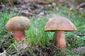 Close-up shot of two amazing edible scarletina boletes