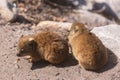 Close up shot of a two baby rock hyraxes or dassies in South Africa