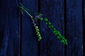 Close-up shot of two branches of Rawley the godson (Curio rowleyanus) plant on a blue wooden fence