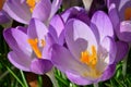 A close-up shot of two crocus flowers Royalty Free Stock Photo