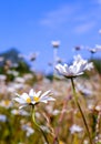 Daisies in the Sun