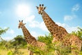 African giraffe in savanah bush Royalty Free Stock Photo