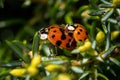 Close up shot of two ladybugs in sexual intercourse on evergreen shrub