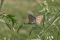 Close up shot of two mating butterflies on Carrot grass leaves Royalty Free Stock Photo