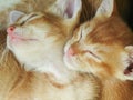 Close-up shot of two orange kittens sleeping. Interesting concept of two cute cats sleeping