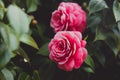 Close up shot of pink Japanese Camellia flowers with green leaves Royalty Free Stock Photo