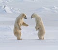 Close-up shot of two polar bears standing on snow Royalty Free Stock Photo