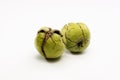 Close up shot of two raw wallnuts Royalty Free Stock Photo