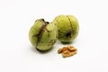 Close up shot of two raw wallnuts with green shell Royalty Free Stock Photo