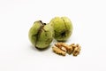 Close up shot of two raw wallnuts with green shell Royalty Free Stock Photo