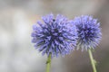 Close up shot of two Sea Holly flowers