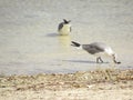 Seagulls love to feed in shallow water in the tropics