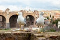 Close up shot of two seagulls looking at opposite directions, the Roman forum ruins in the background, Italy Royalty Free Stock Photo