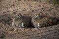 Close-up shot of two Squatter pigeons sitting on the ground in the Atherton Tableland, Queensland