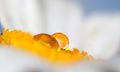 Two water droplets on flower pollen Royalty Free Stock Photo