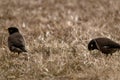 Two birds on the field Royalty Free Stock Photo