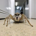 Australian spider on shoes