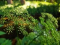 Close-up shot of Umbellifers growing in the garden Royalty Free Stock Photo