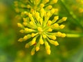 Close Up shot of Umbrella flower of Dill on the blurred background