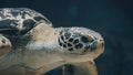 Close up shot of underwater sea turtle Royalty Free Stock Photo