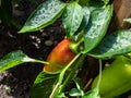Close-up shot of unripe green, yellow and red peppers maturing on a plant growing in the greenhouse in summer Royalty Free Stock Photo