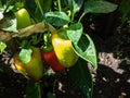 Close-up shot of unripe green, yellow and red peppers maturing on a plant growing in the greenhouse in summer Royalty Free Stock Photo