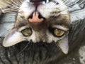 A close up shot of an upside down cat head and face Royalty Free Stock Photo