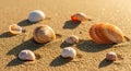 A collection of seashells scattered on the golden sand of a sunny beach Royalty Free Stock Photo