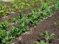 A close-up shot of a vegetable bed with young pea plants growing in a garden Royalty Free Stock Photo