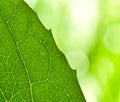 Close up shot of the veins of a leaf Royalty Free Stock Photo