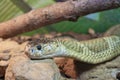 Close-up shot of a venomous cobra snake crawling over rocks