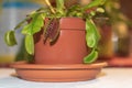 Close up shot of a Venus fly trap Carnivore plant indoor