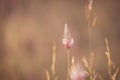 Verbena hastata flower in the garden