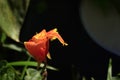 A close-up shot of a very beautiful red tasbih flower (Canna Indica or Canna lily). Royalty Free Stock Photo