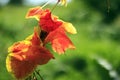 A close-up shot of a very beautiful red tasbih flower (Canna Indica or Canna lily). Royalty Free Stock Photo