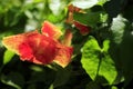 A close-up shot of a very beautiful red tasbih flower (Canna Indica or Canna lily). Royalty Free Stock Photo