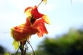 A close-up shot of a very beautiful red tasbih flower (Canna Indica or Canna lily). Royalty Free Stock Photo