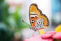 close-up shot of a vibrant butterfly on a flower