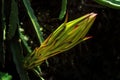 Close-up shot of a vibrant dragon fruit flower bud in a lush green environment Royalty Free Stock Photo