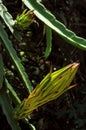 Close-up shot of a vibrant dragon fruit flower bud in a lush green environment Royalty Free Stock Photo