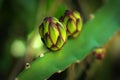 Close-up shot of a vibrant dragon fruit flower bud in a lush green environment Royalty Free Stock Photo