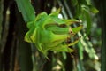 Close-up shot of a vibrant dragon fruit flower bud in a lush green environment Royalty Free Stock Photo