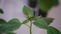 Close-up shot of vibrant green sunflower bud Royalty Free Stock Photo