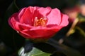 Close-up shot of a vibrant pink Japanese camellia flower at sunlight Royalty Free Stock Photo