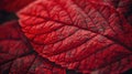 A close-up shot of a vibrant red leaf against a dark black background, great for using in designs and graphics, Royalty Free Stock Photo