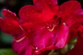 Close-up shot of a vibrant Rhododendron reddish flower with numerous water droplets on it