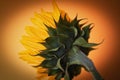 a close up photo of a sunflower head on an orange background Royalty Free Stock Photo