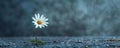 Close-Up Shot of a Vibrant White Daisy Against a Dark Moody Backdrop. Concept Close-Up Photography, Floral Details, Moody Backdrop